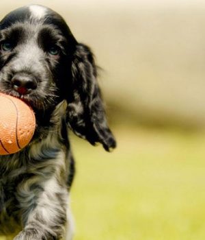 camping pour chiens treffort