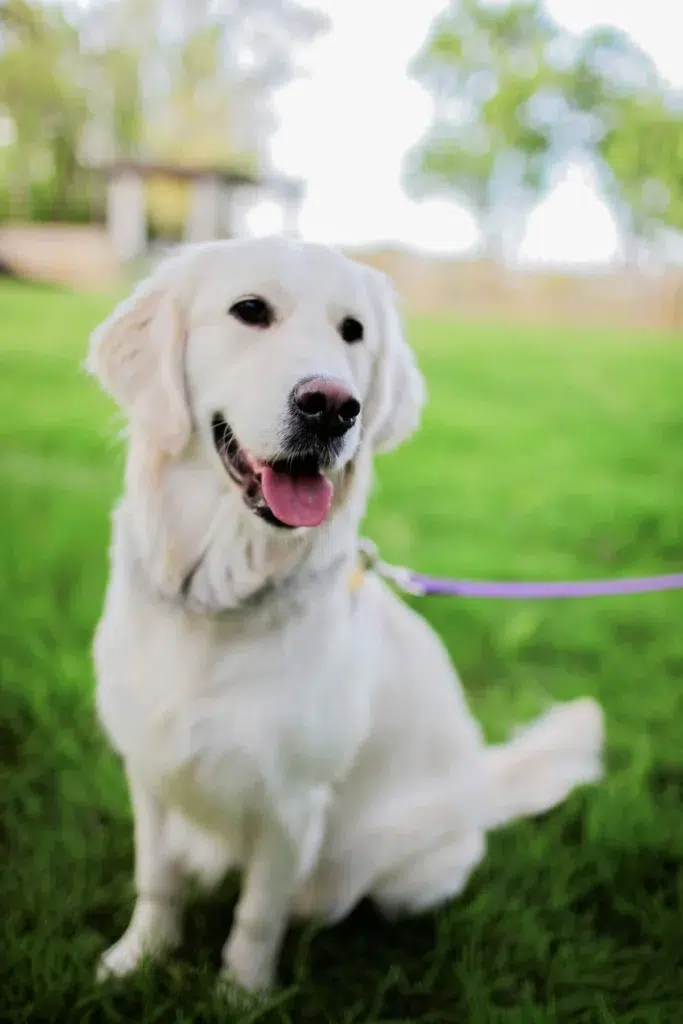 camping activités dog friendly