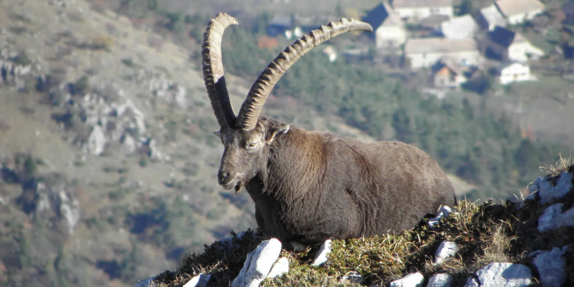 animmaux dans le vercors