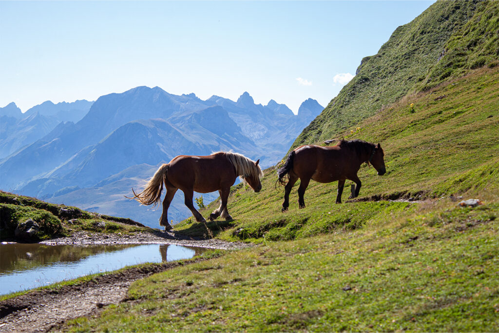 excursion on horseback isere